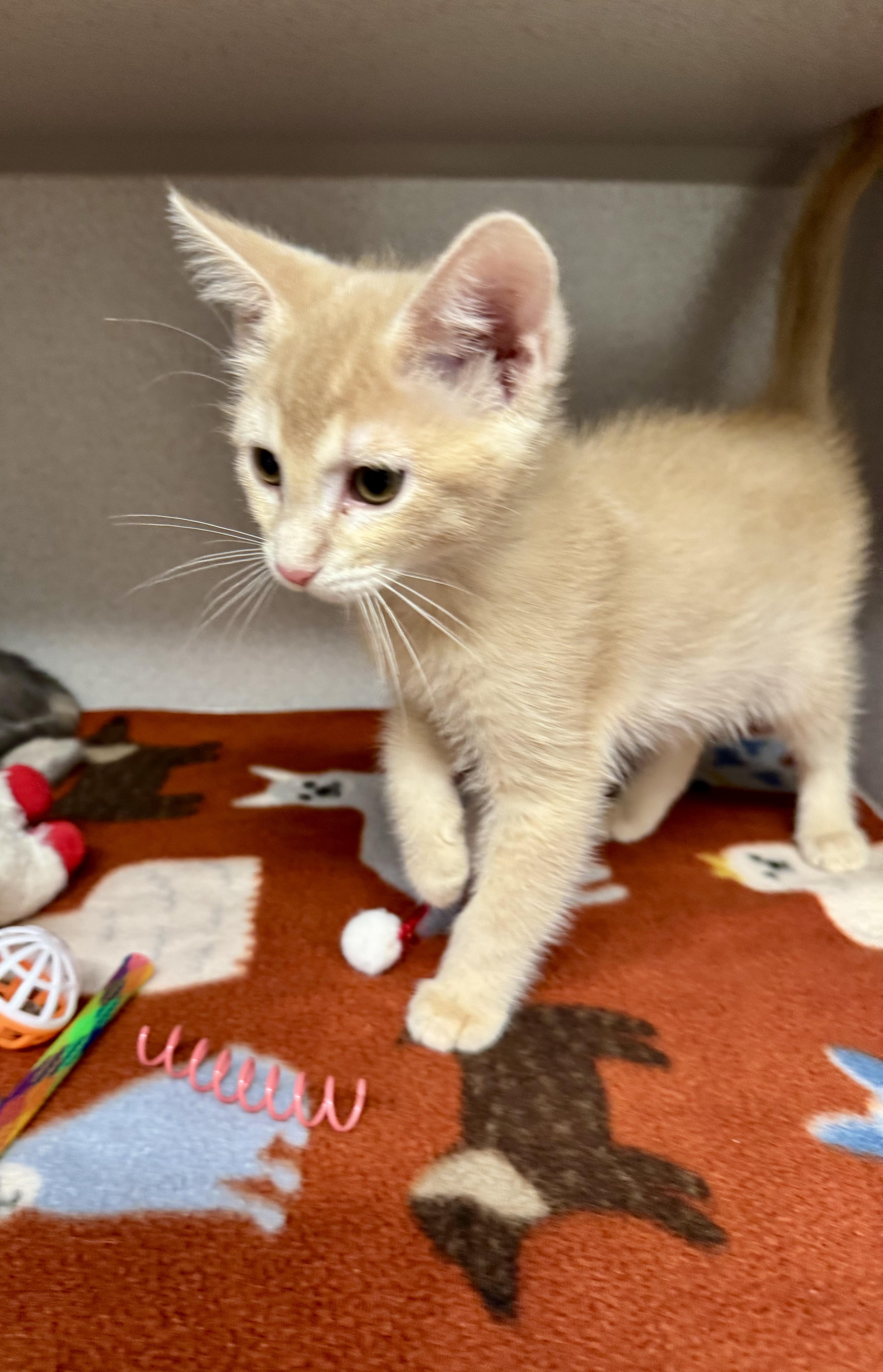 Enlarge -Ralphie, a Adopted mixed breed in Red Bluff, CA image 4/4