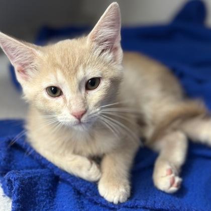 Enlarge -Ralphie, a Adopted mixed breed in Red Bluff, CA image 2/4