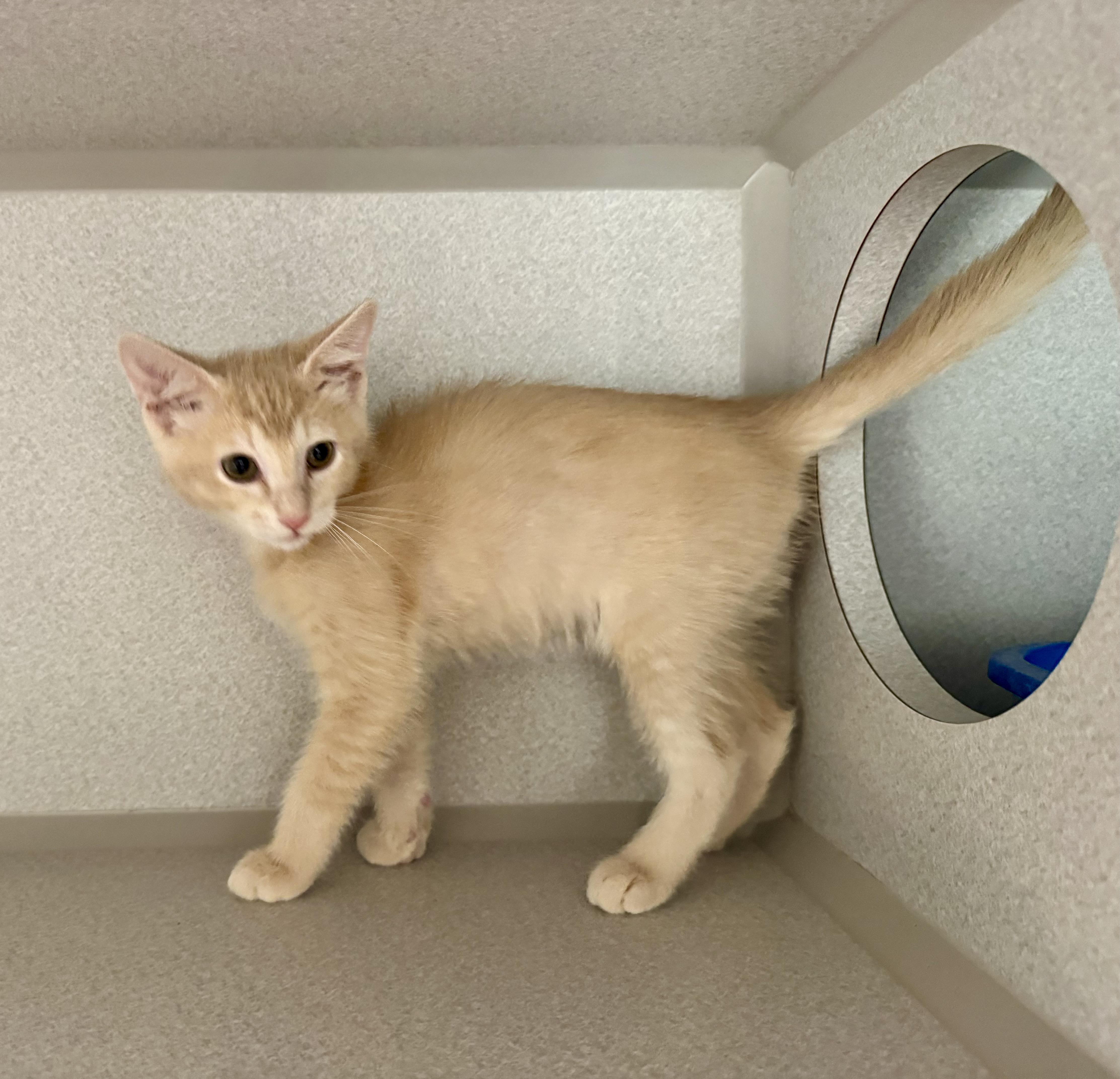Enlarge -Ralphie, a Adopted mixed breed in Red Bluff, CA image 3/4