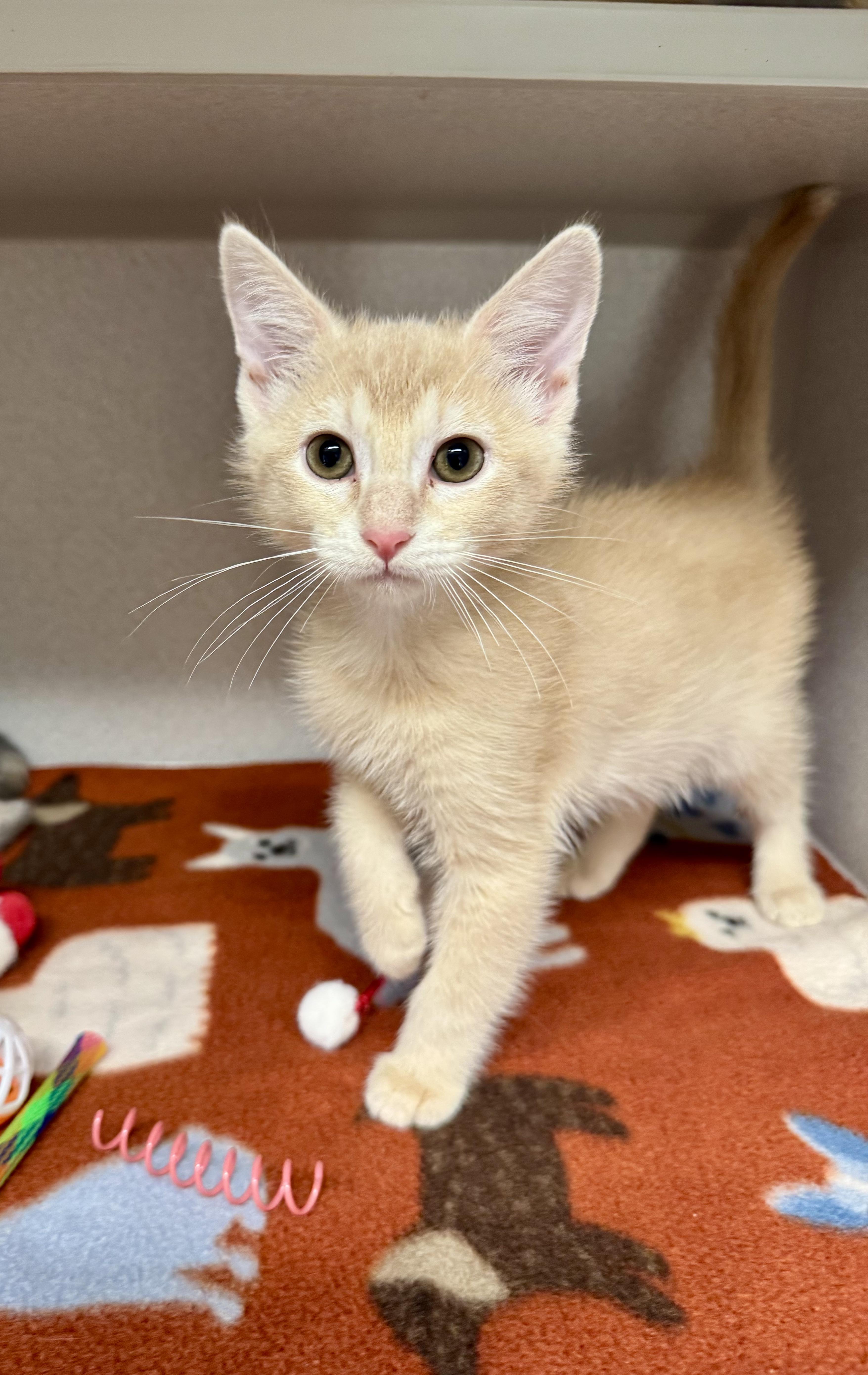 -Ralphie, Adopted, Kitten Male Tabby & Domestic Short Hair.