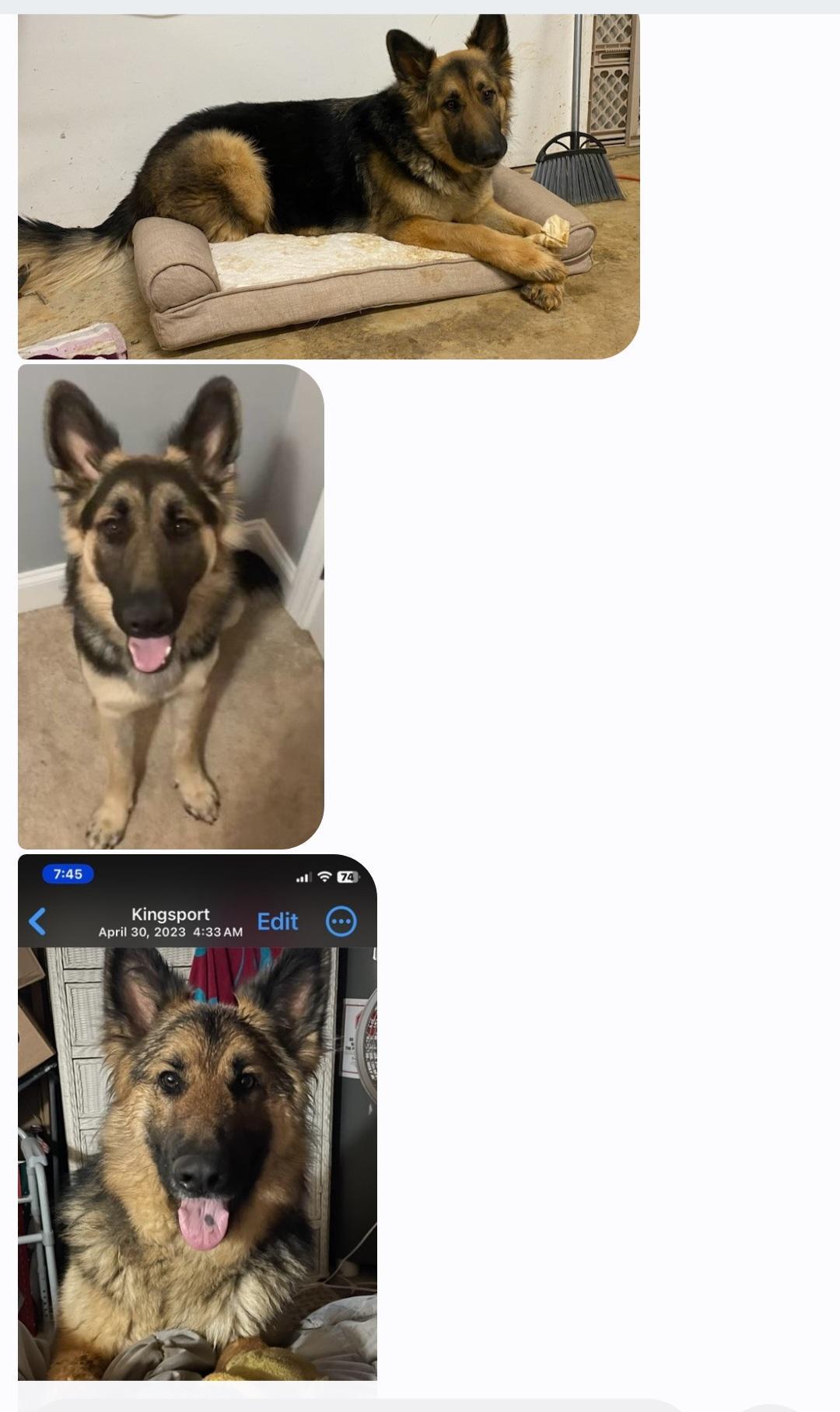 MAX, Adopted, Adult Male German Shepherd Dog.