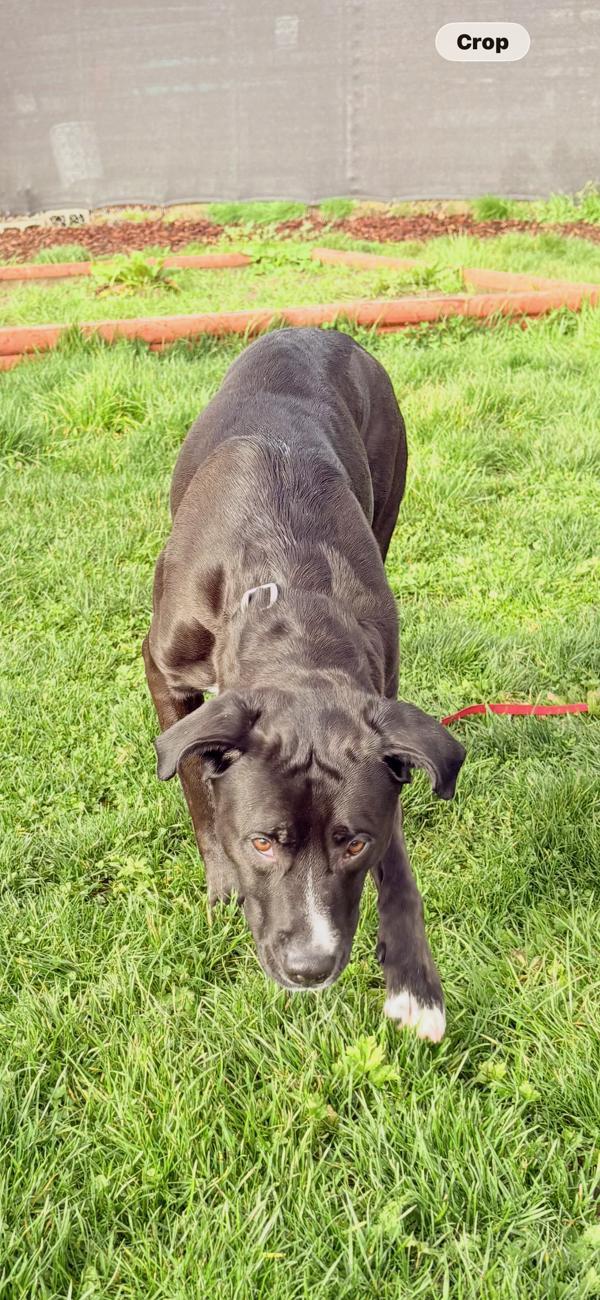 Enlarge Chili, a Adoptable mixed breed in Vancouver, WA image 1/6