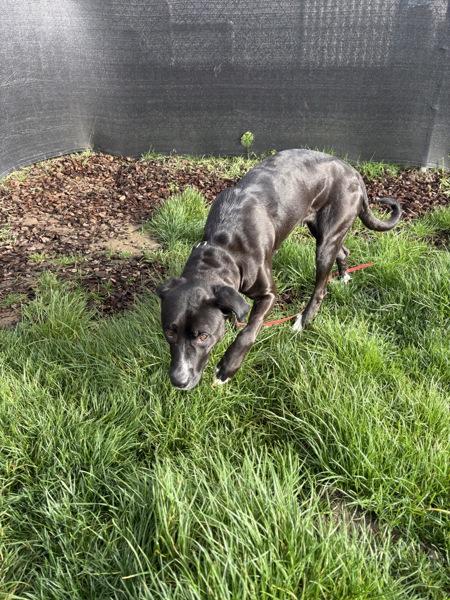Enlarge Chili, a Adoptable mixed breed in Vancouver, WA image 2/6