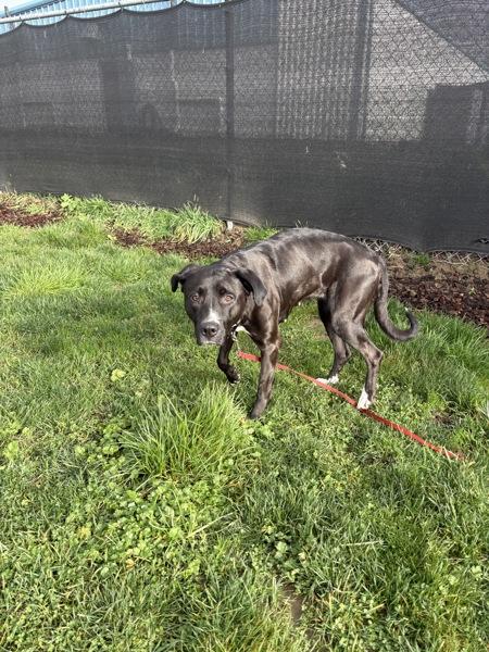 Enlarge Chili, a Adoptable mixed breed in Vancouver, WA image 4/6