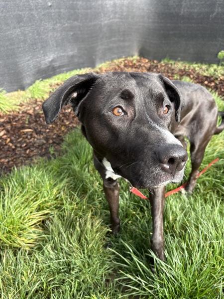Enlarge Chili, a Adoptable mixed breed in Vancouver, WA image 5/6
