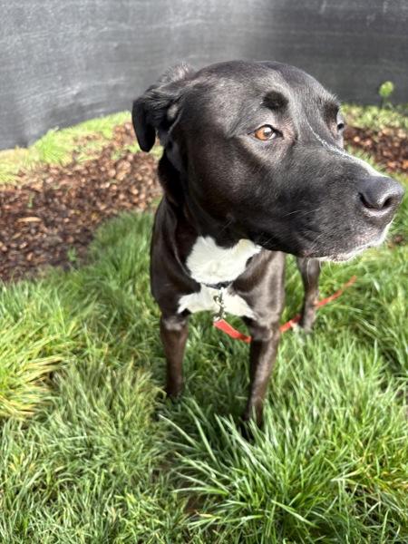 Enlarge Chili, a Adoptable mixed breed in Vancouver, WA image 6/6