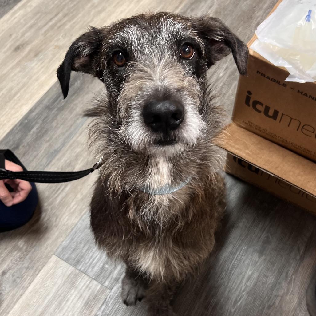 Bodhi, Adoptable, Adult Male Mixed Breed.