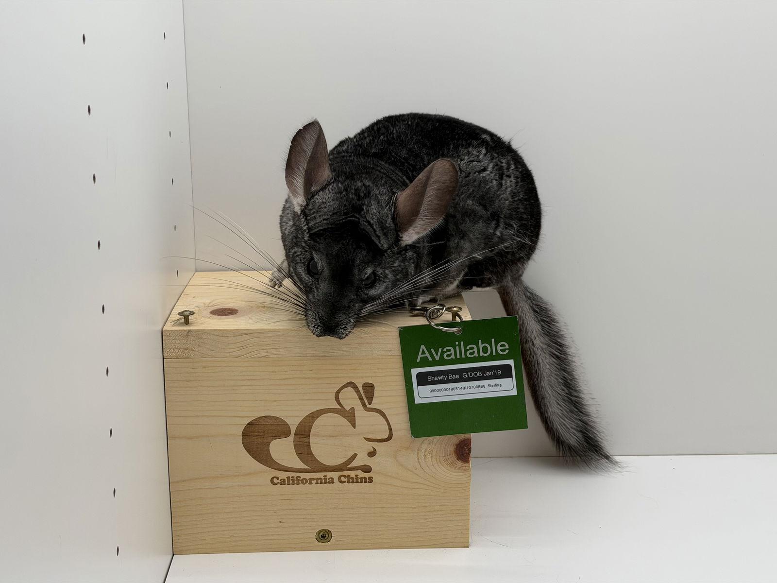 Shawty Bae, Adopted, Adult Female Chinchilla.