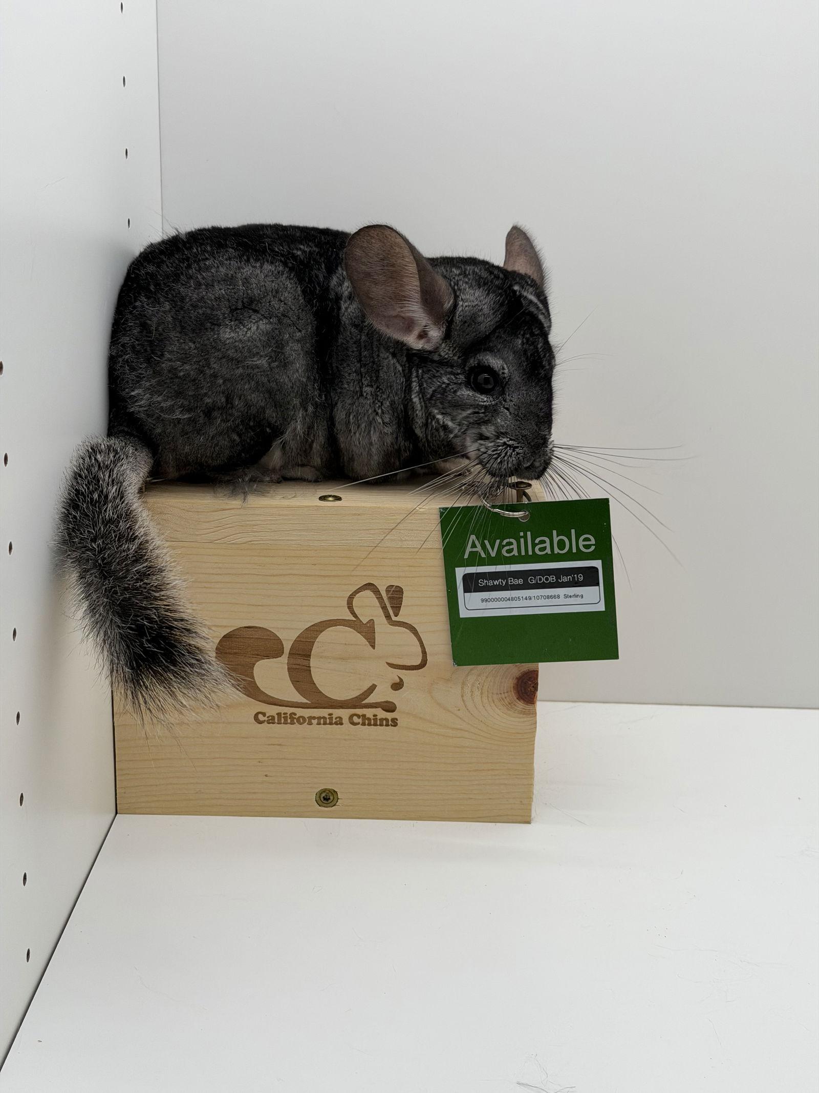 Enlarge Shawty Bae, a Adopted Chinchilla in Sunnyvale, CA image 2/3