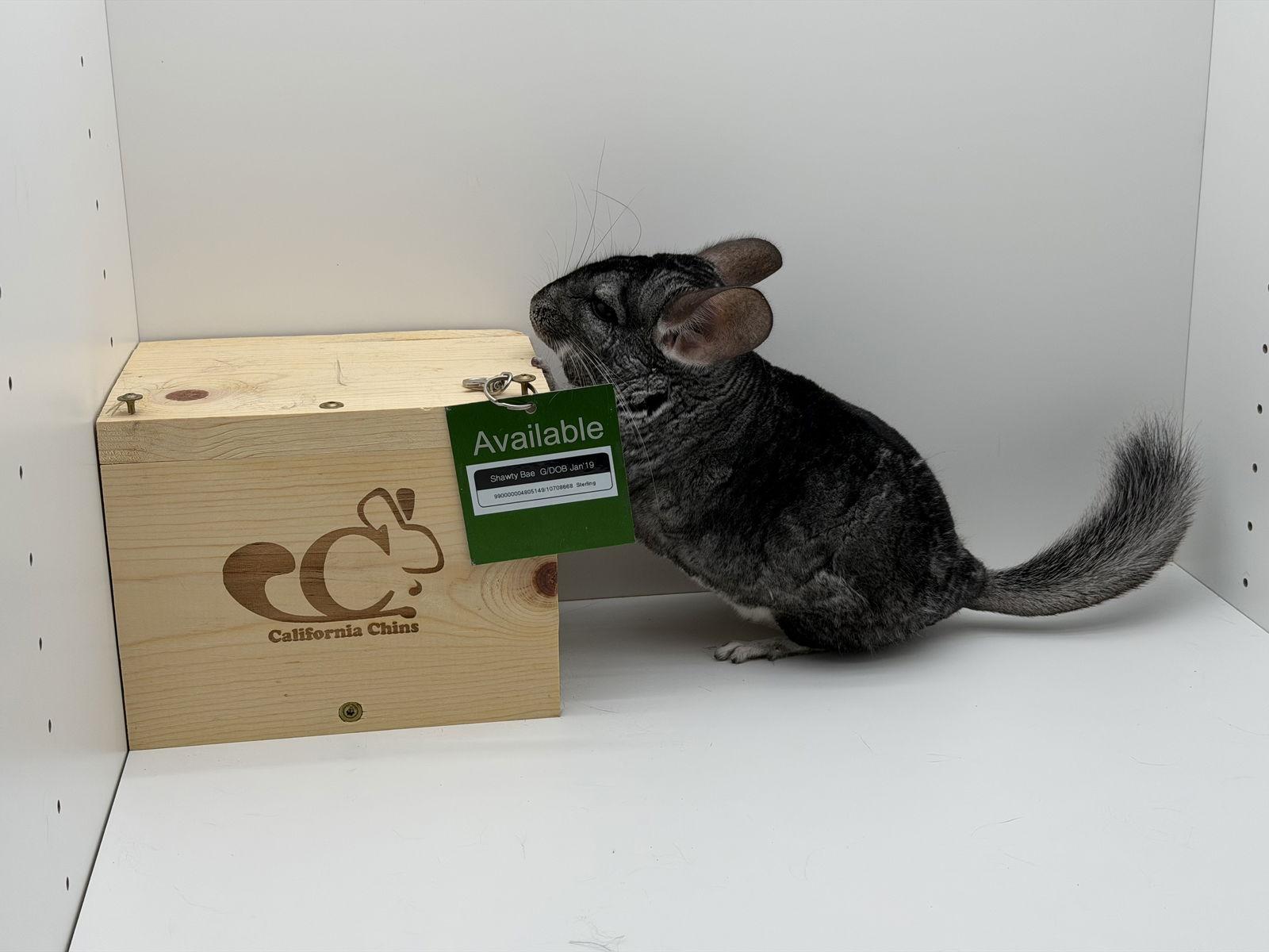 Enlarge Shawty Bae, a Adopted Chinchilla in Sunnyvale, CA image 3/3