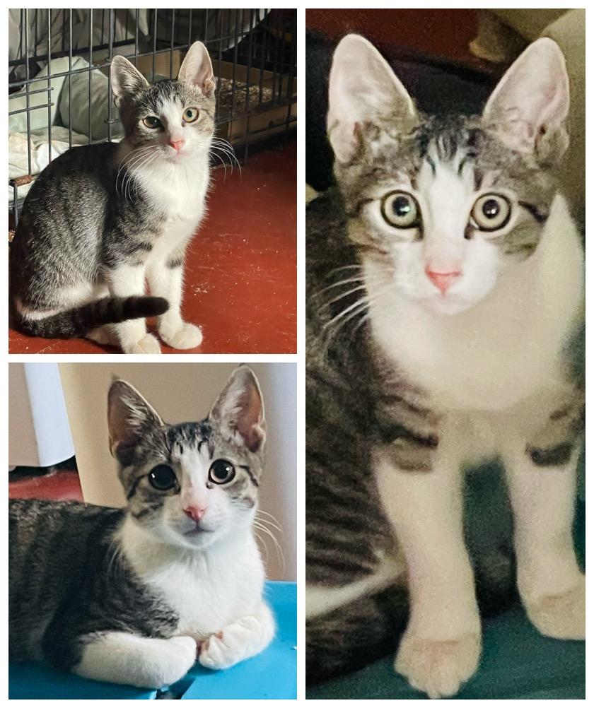 Neko, Adoptable, Kitten Male Domestic Short Hair.