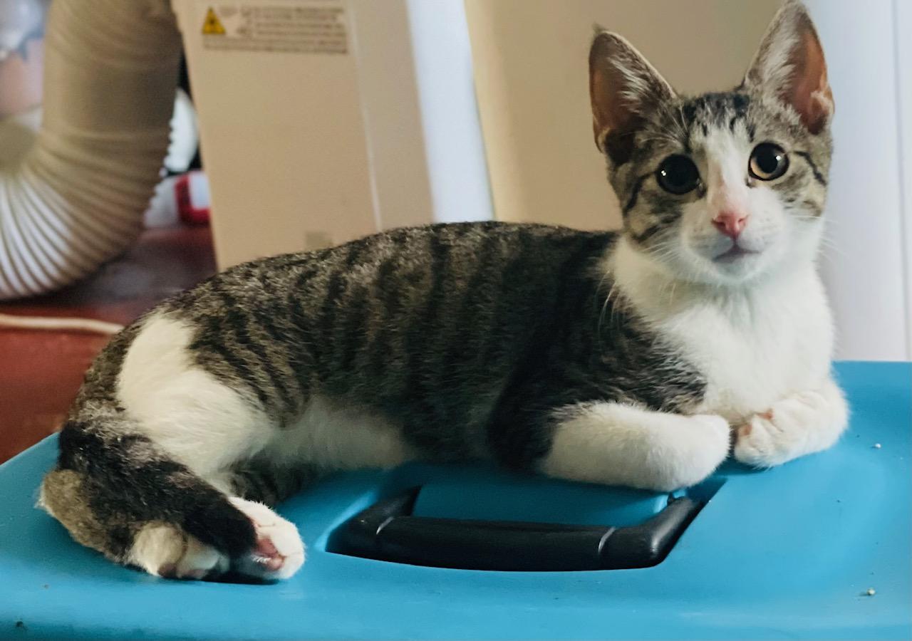 Enlarge Neko, a Adoptable Domestic Short Hair in Brooksville, FL image 2/3