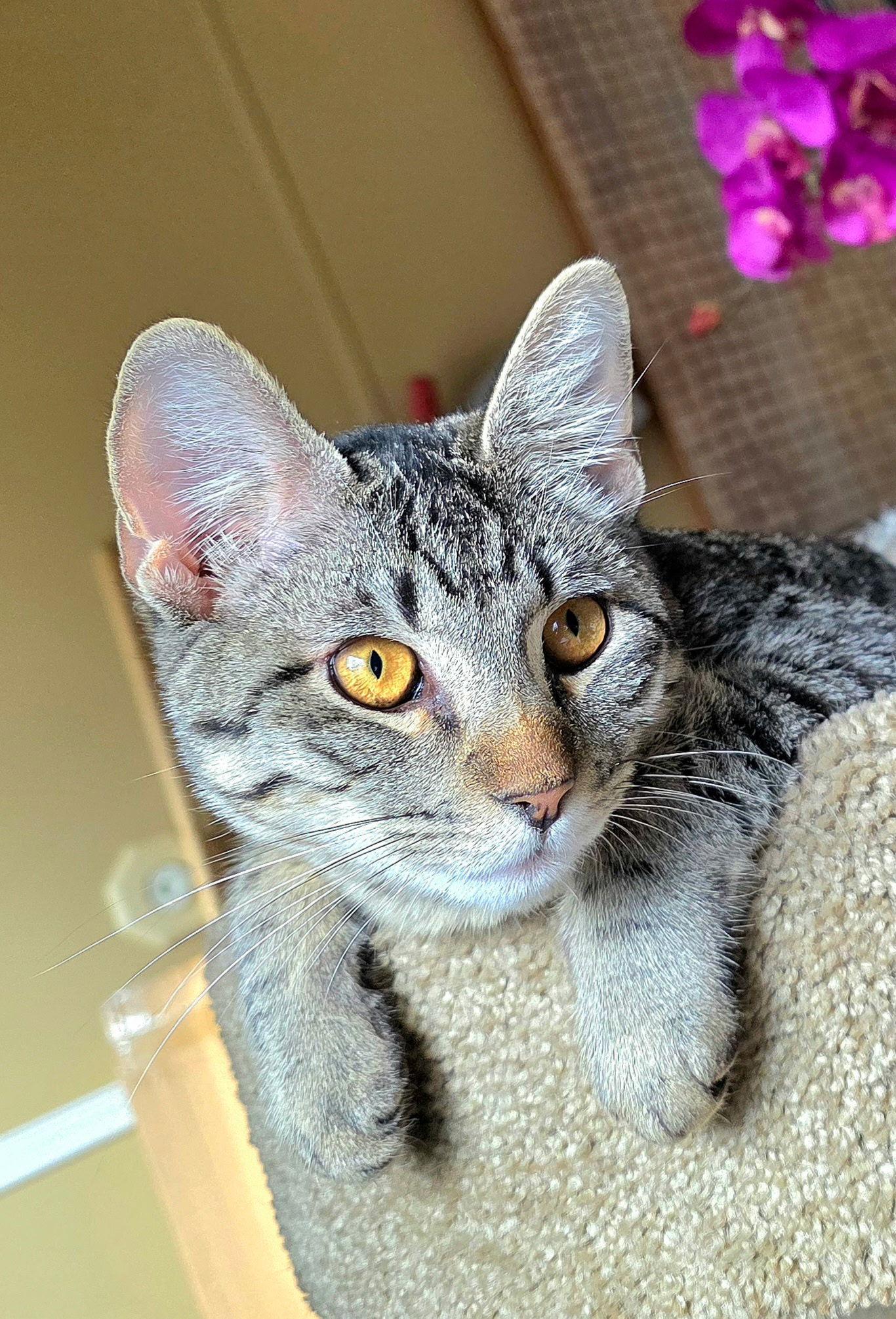 Enlarge Jo Jo, a Adoptable Tabby in Lafayette, LA image 1/1