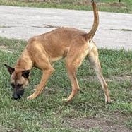 Enlarge PEANUT - TRANSPORT AVAILABLE, a Adoptable mixed breed in Grove City, PA image 5/5