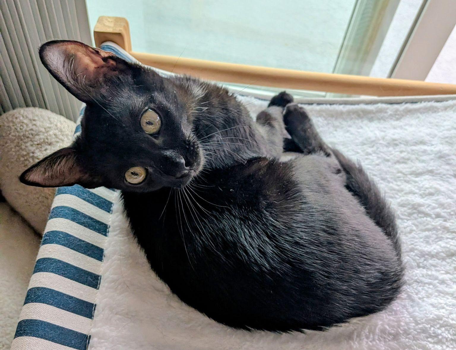 Enlarge Sundae, a Adopted Domestic Short Hair in Seal Beach, CA image 1/3