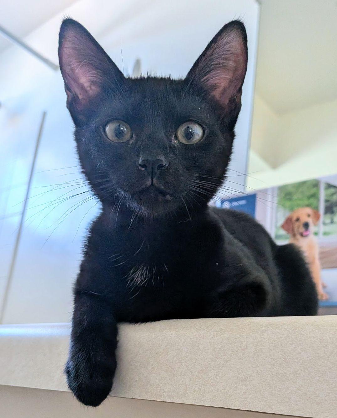 Enlarge Sundae, a Adopted Domestic Short Hair in Seal Beach, CA image 2/3