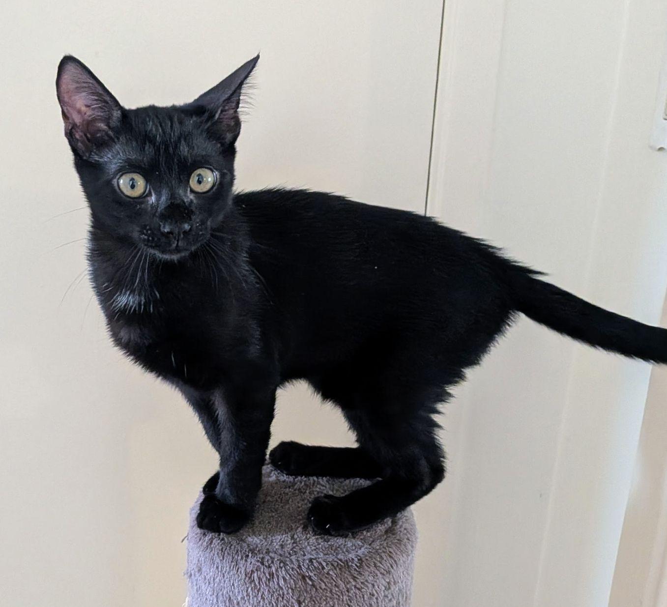Enlarge Sundae, a Adopted Domestic Short Hair in Seal Beach, CA image 3/3