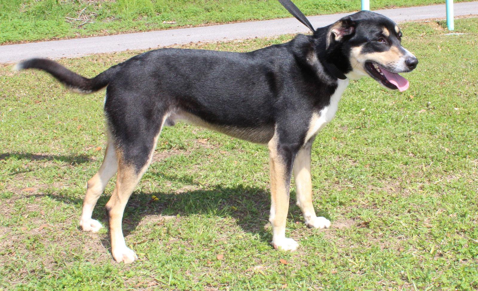 Kendi 43034, Adoptable, Adult Male Labrador Retriever & Shepherd.