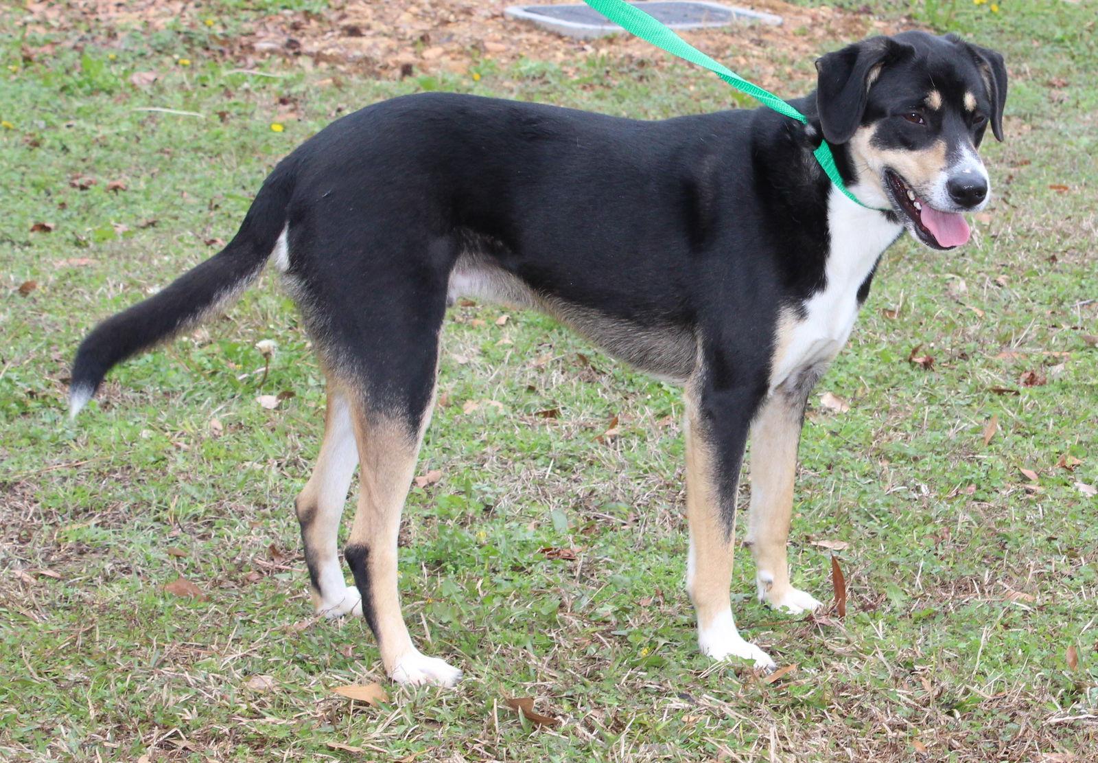 Kendi 43034, Adoptable, Adult Male Labrador Retriever & Shepherd.