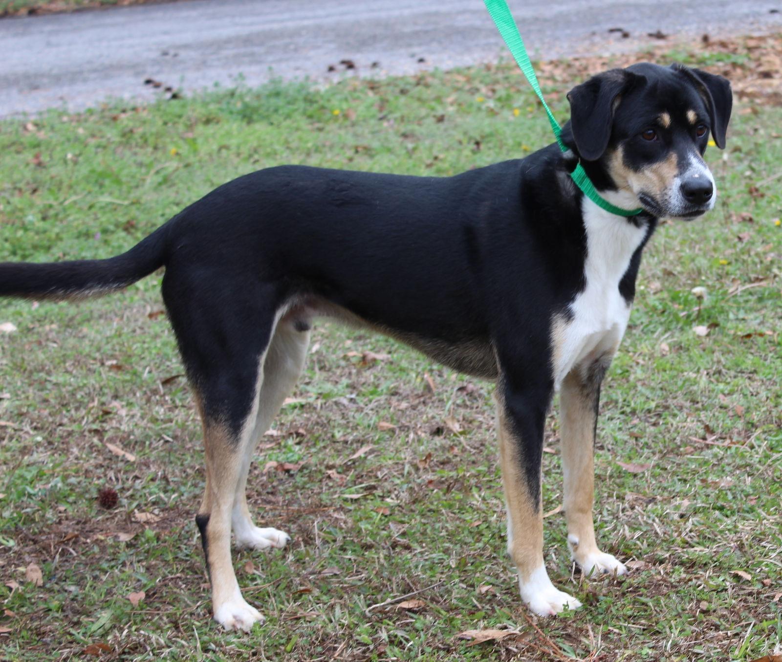 Enlarge Kendi 43034, a Adoptable mixed breed in Prattville, AL image 2/3