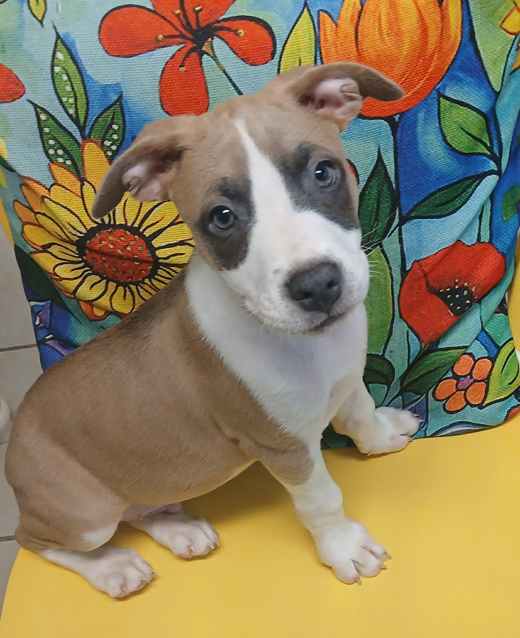 Enlarge Heath, a Adoptable mixed breed in Pensacola, FL image 2/4