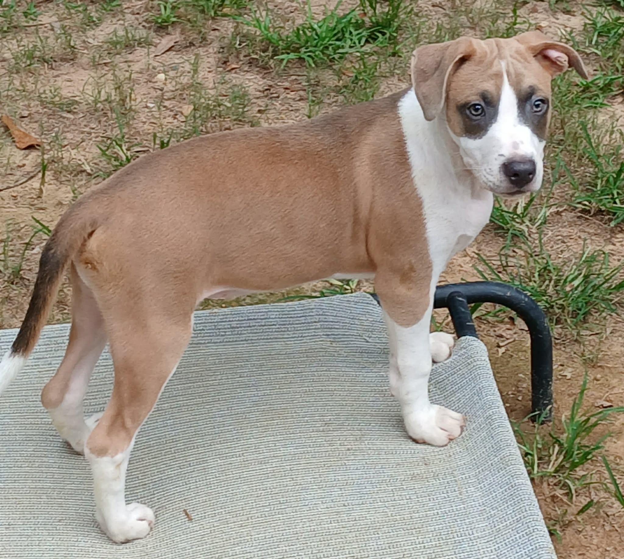 Enlarge Heath, a Adoptable mixed breed in Pensacola, FL image 4/4