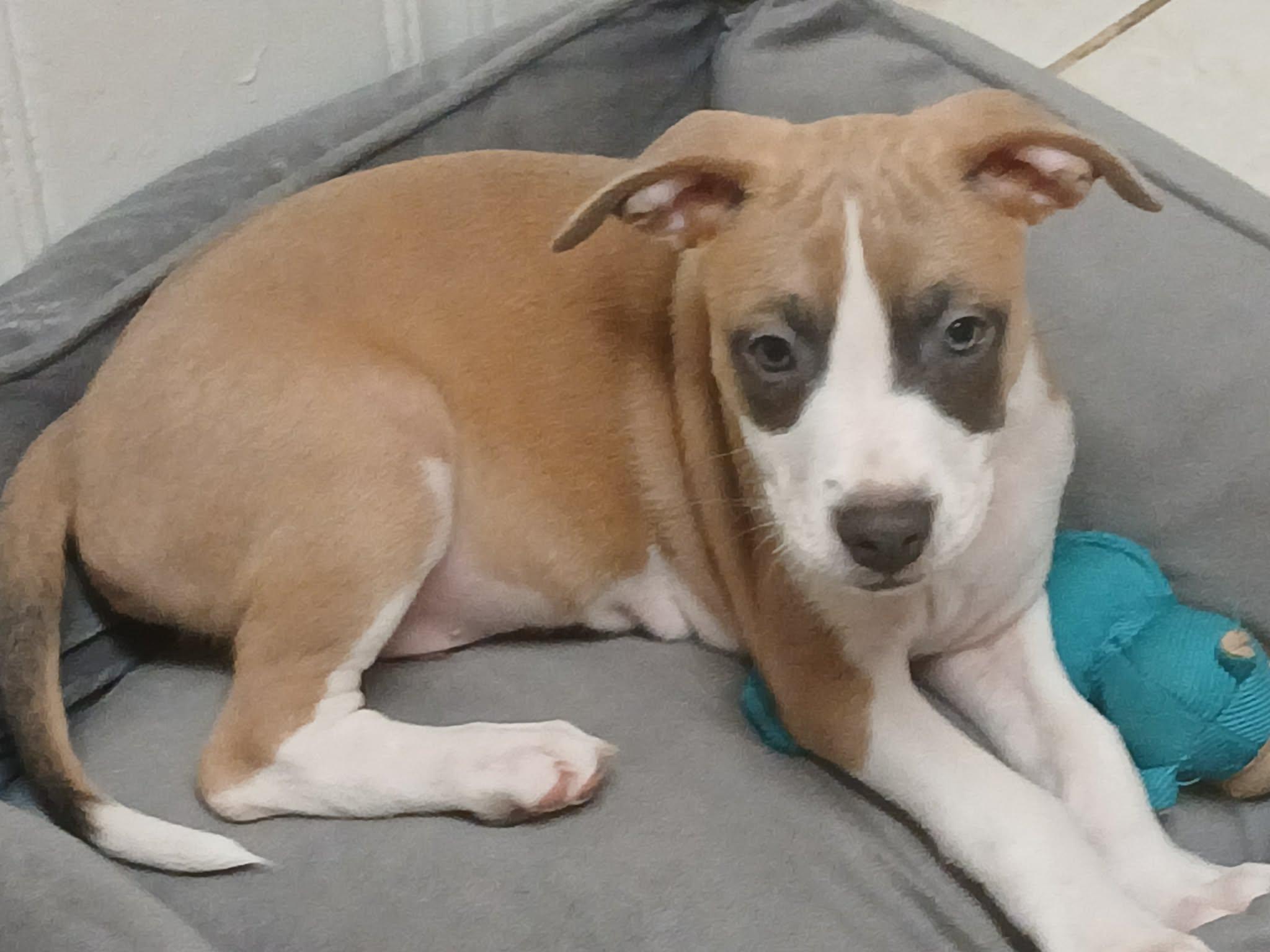 Enlarge Heath, a Adoptable mixed breed in Pensacola, FL image 1/4