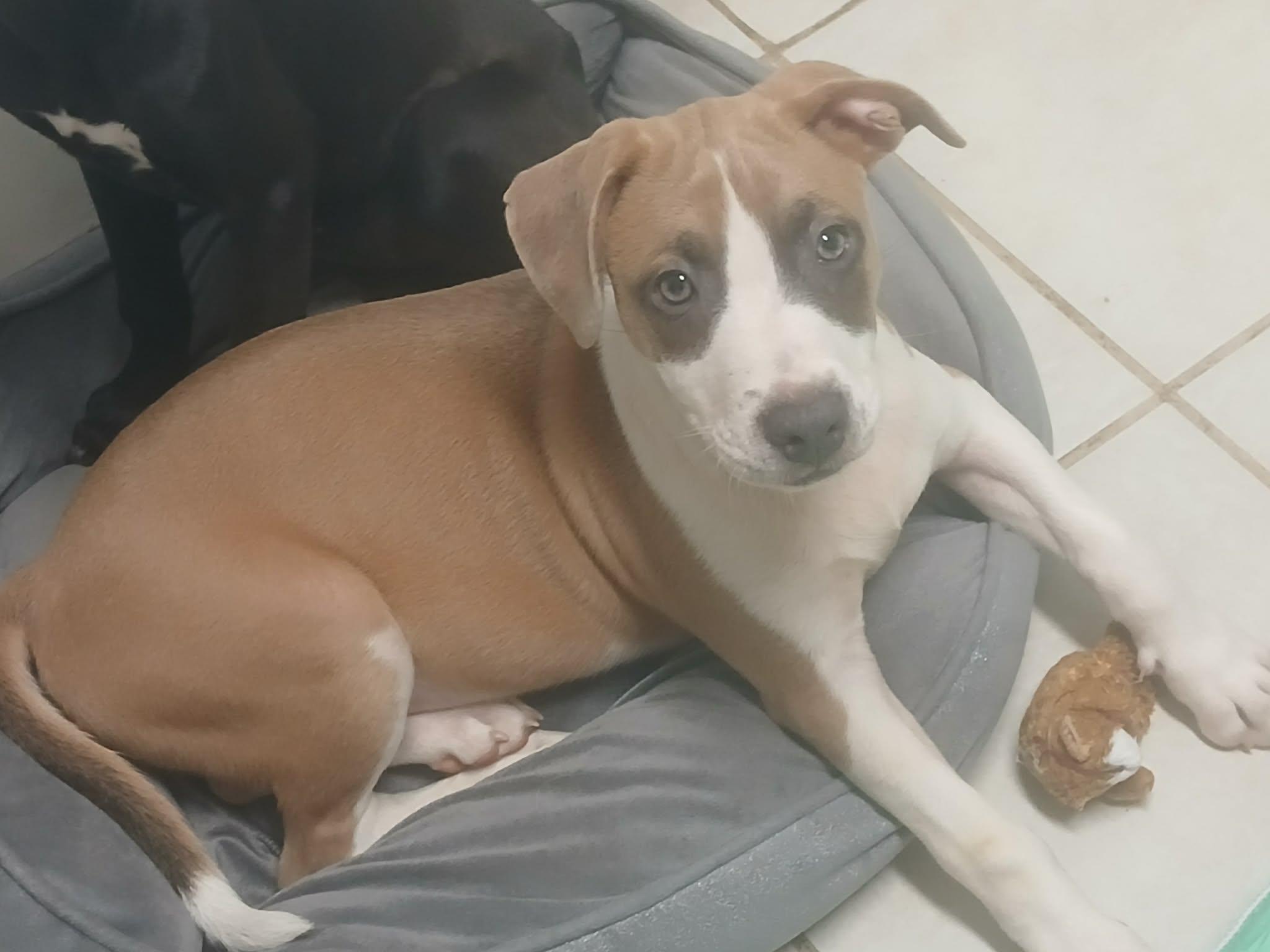 Enlarge Heath, a Adoptable mixed breed in Pensacola, FL image 3/4