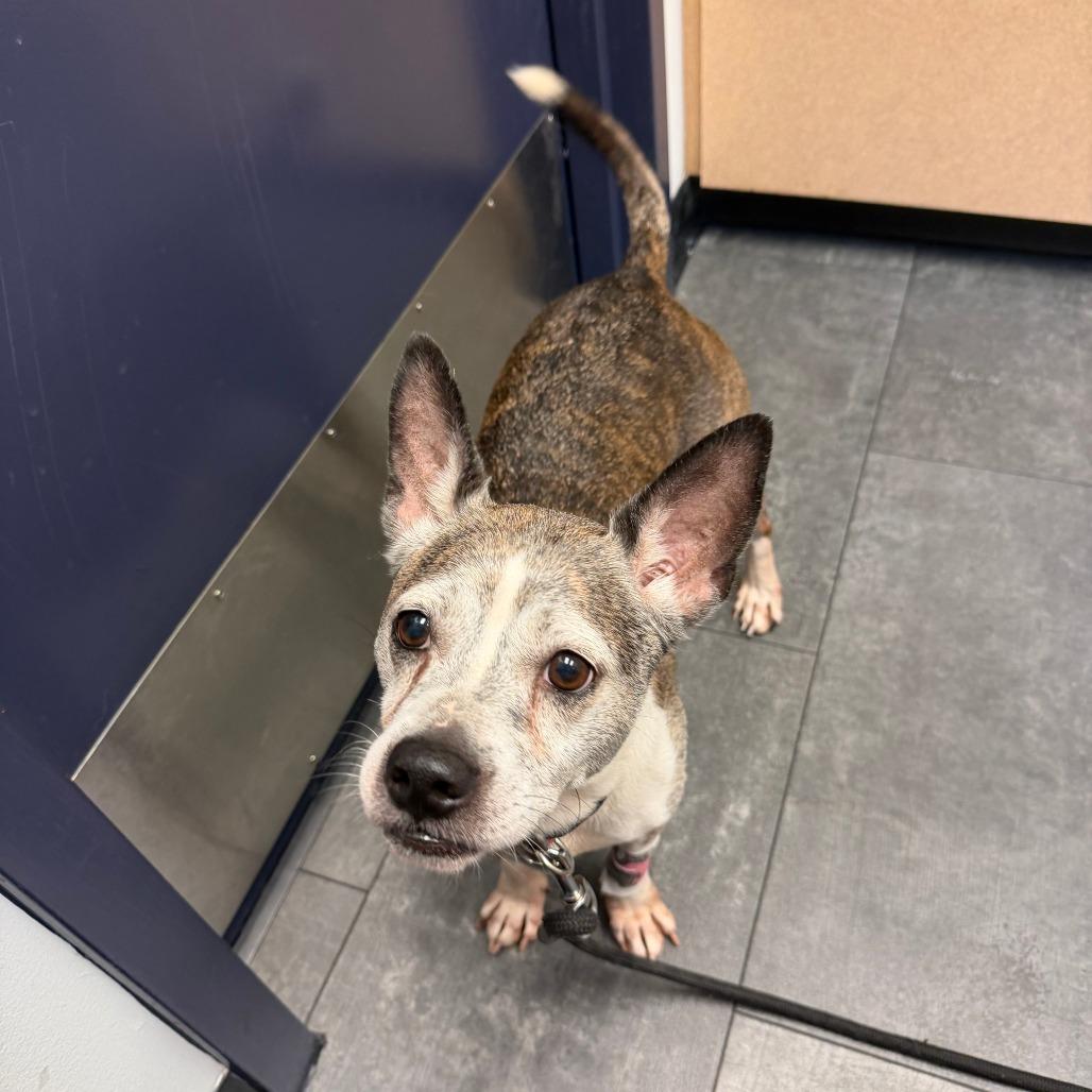 Enlarge Xena, a Adoptable mixed breed in Bethesda , MD image 4/6