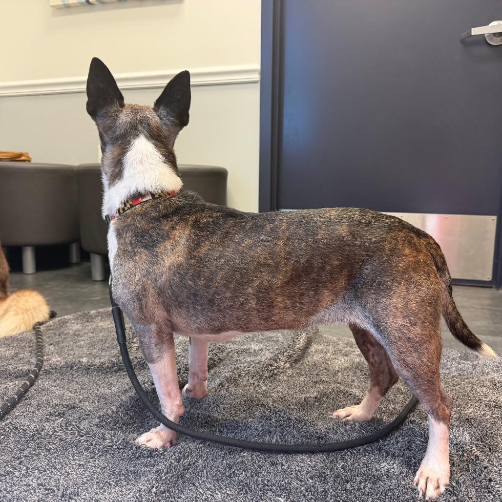 Enlarge Xena, a Adoptable mixed breed in Bethesda , MD image 3/6