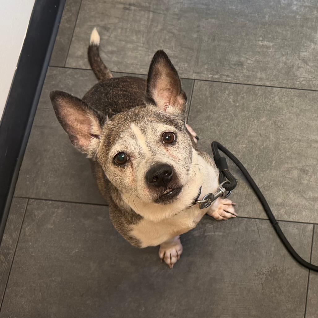 Enlarge Xena, a Adoptable mixed breed in Bethesda , MD image 5/6