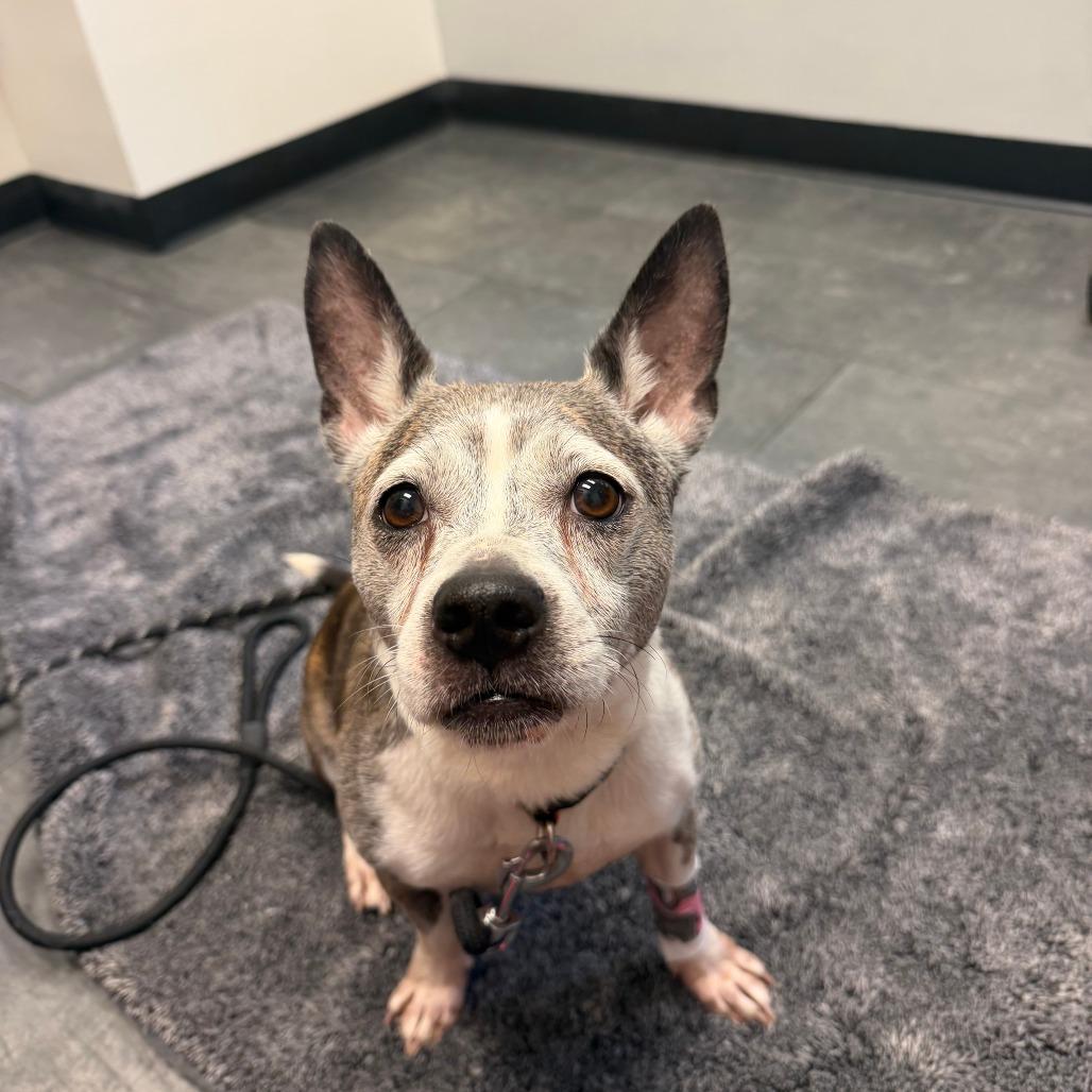 Enlarge Xena, a Adoptable mixed breed in Bethesda , MD image 2/6