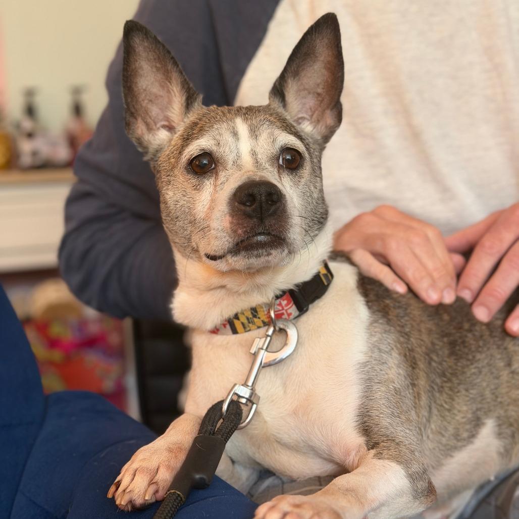 Xena, Adoptable, Senior Female Mixed Breed & Boston Terrier.