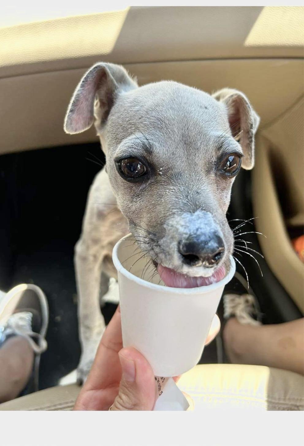 Roo, Adopted, Adult Male Chihuahua.