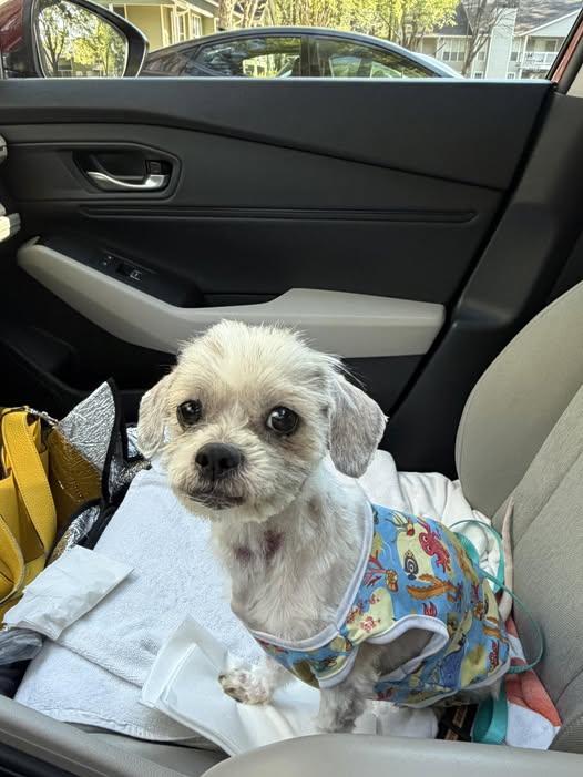Freya Grace, Adopted, Adult Female Maltese.