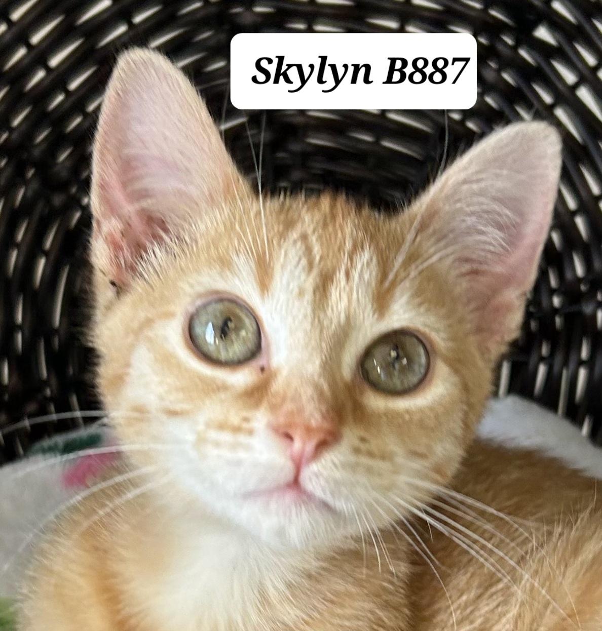Enlarge Skylyn, a ADOPTABLE Domestic Short Hair in Morganton, NC image 1/1