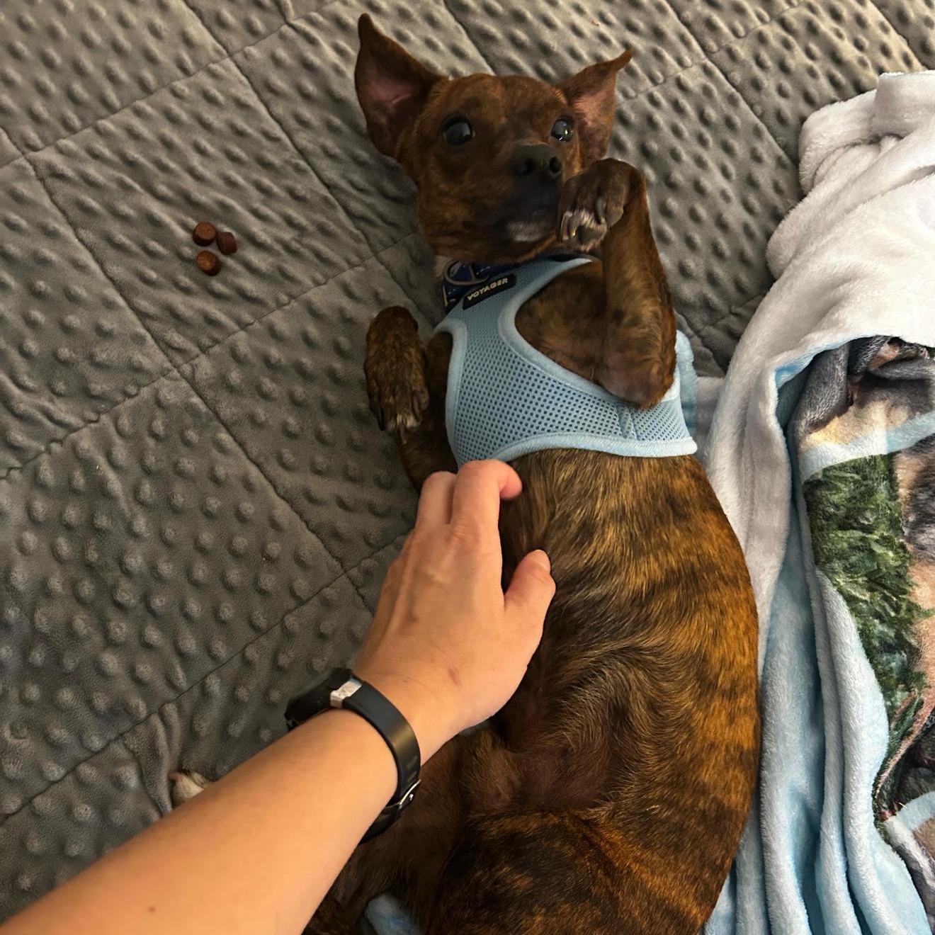 Enlarge Theo, a Adoptable mixed breed in Yucaipa, CA image 2/6