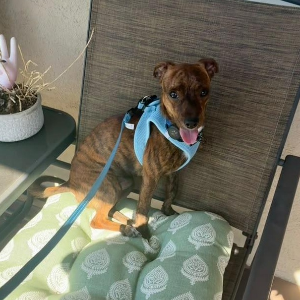 Enlarge Tac, an adopted mixed breed in Alhambra, CA image 4/4
