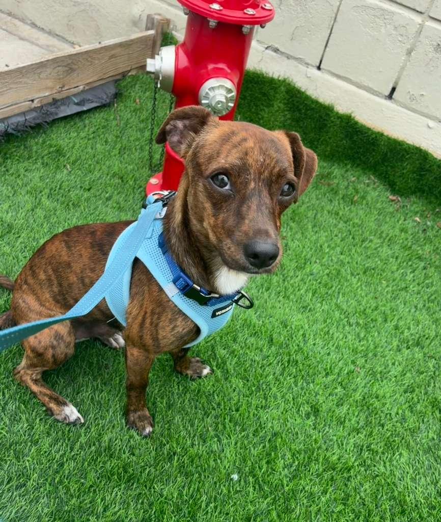 Tac, adopted, Adult Male Dachshund.