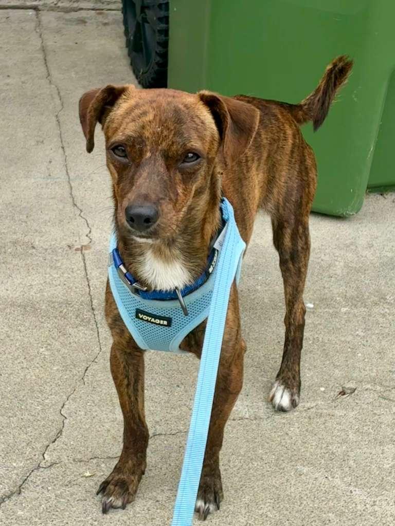 Enlarge Tac, an adopted mixed breed in Alhambra, CA image 3/4