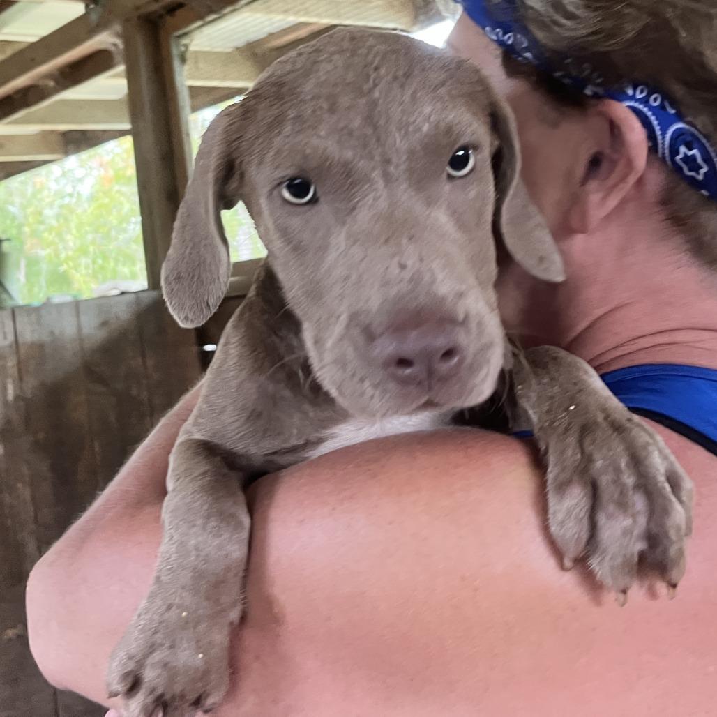 Enlarge Felix, a Adoptable Mixed Breed in Williston, FL image 1/6