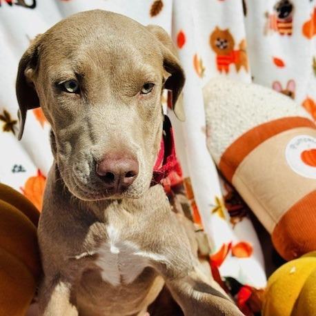 Enlarge Felix, a Adoptable Mixed Breed in Williston, FL image 2/6