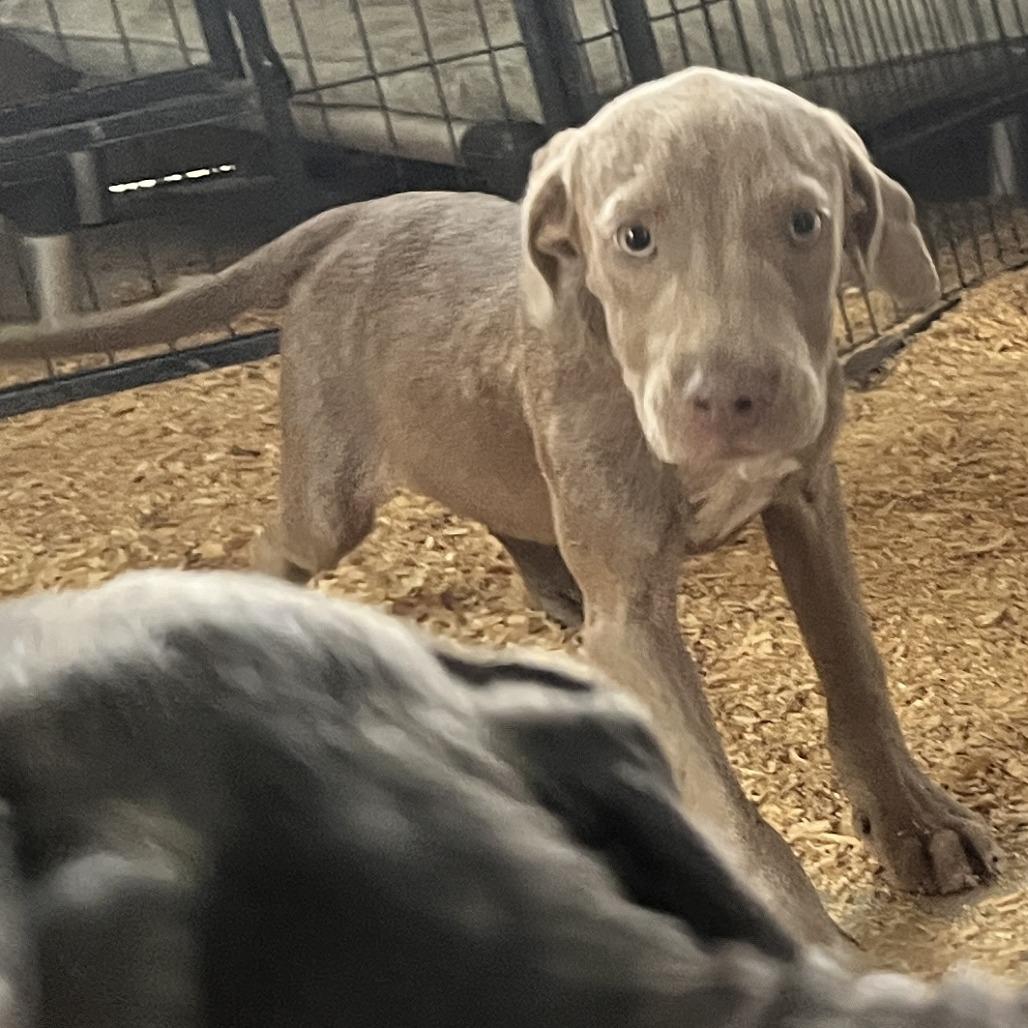 Enlarge Felix, a Adoptable Mixed Breed in Williston, FL image 3/6