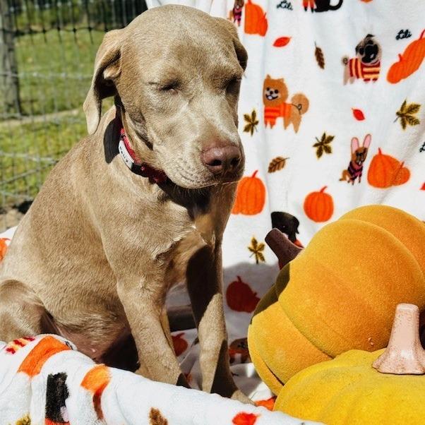 Enlarge Felix, a Adoptable Mixed Breed in Williston, FL image 4/6