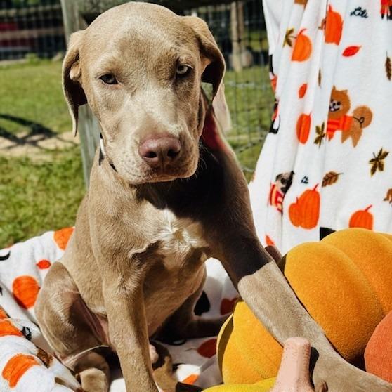 Enlarge Felix, a Adoptable Mixed Breed in Williston, FL image 5/6