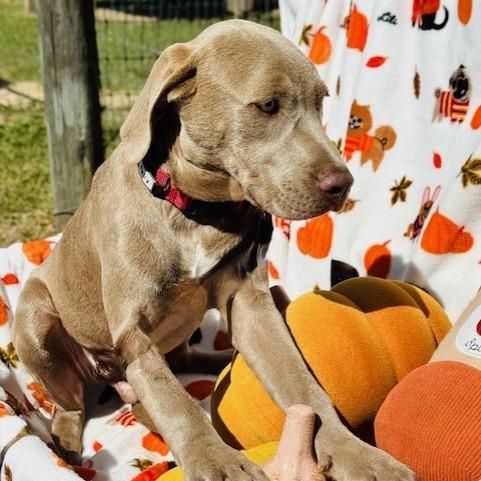 Enlarge Felix, a Adoptable Mixed Breed in Williston, FL image 6/6