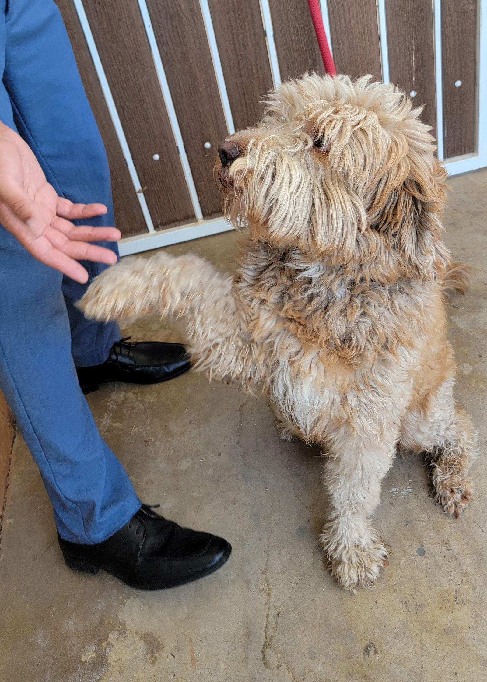 Champ, Adoptable, Young Male Golden Retriever & Poodle.