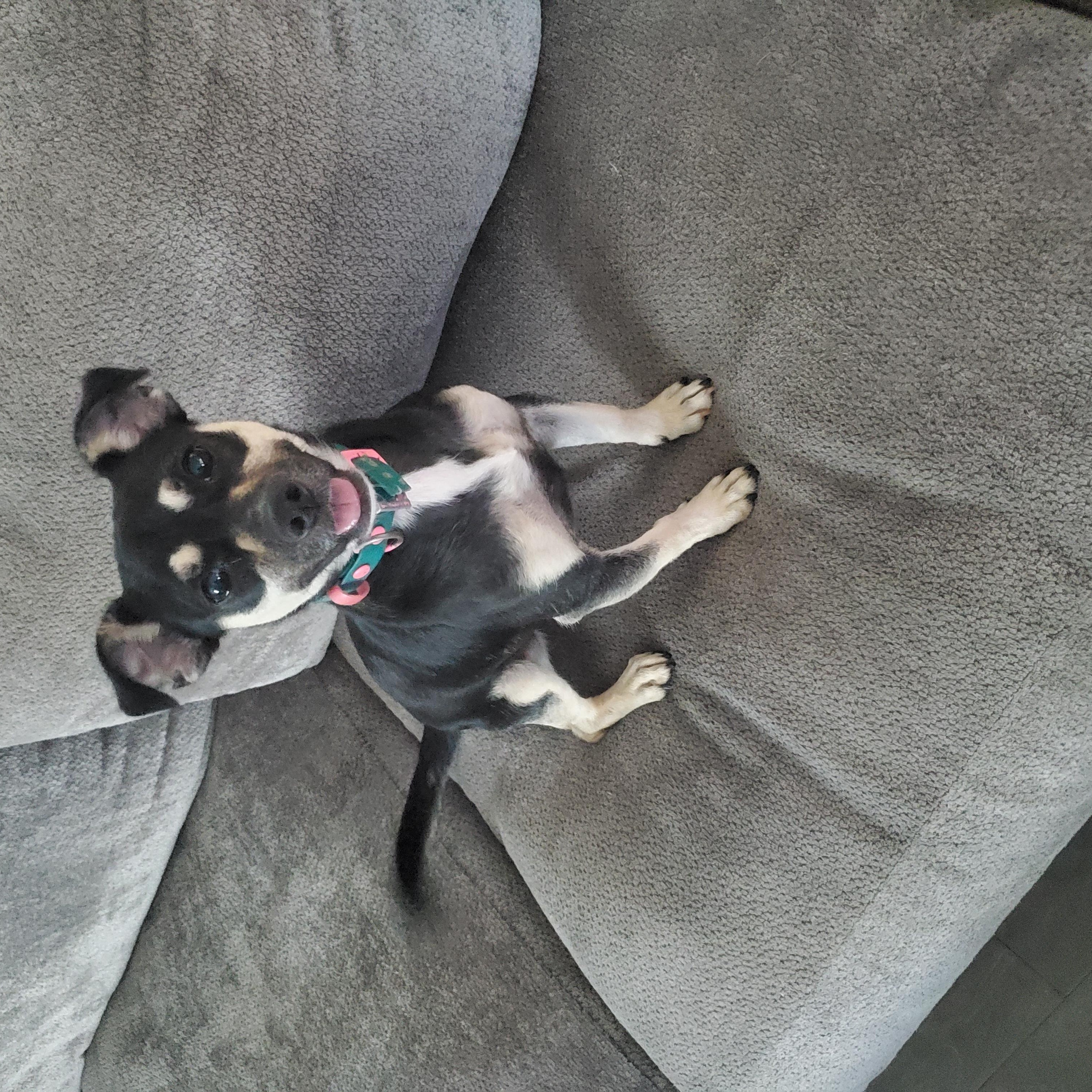 Marley, an adoptable Chiweenie in Auburn, GA, 30011 | Photo Image 1