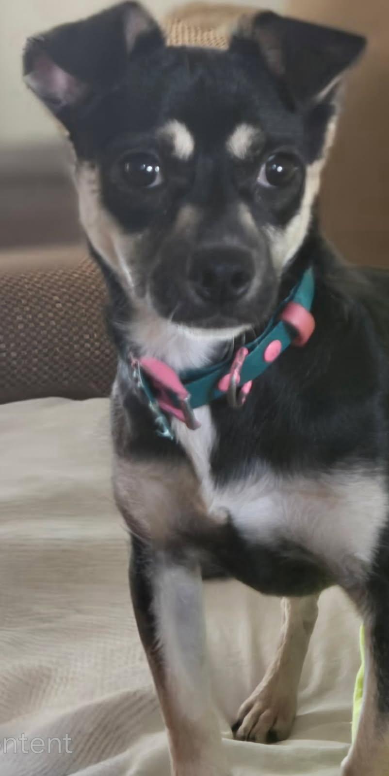 Marley, an adoptable Chiweenie in Auburn, GA, 30011 | Photo Image 5