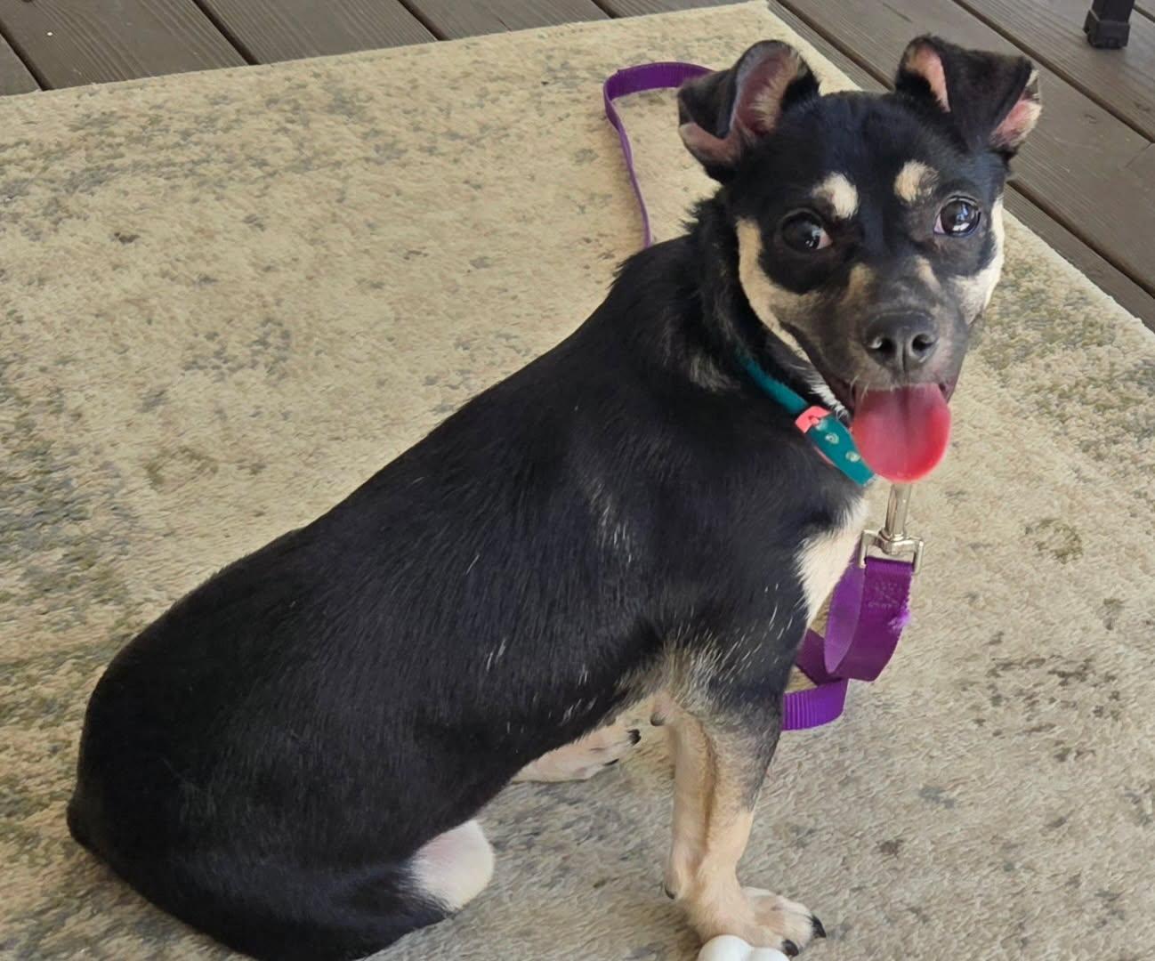 Marley, an adoptable Chiweenie in Auburn, GA, 30011 | Photo Image 2